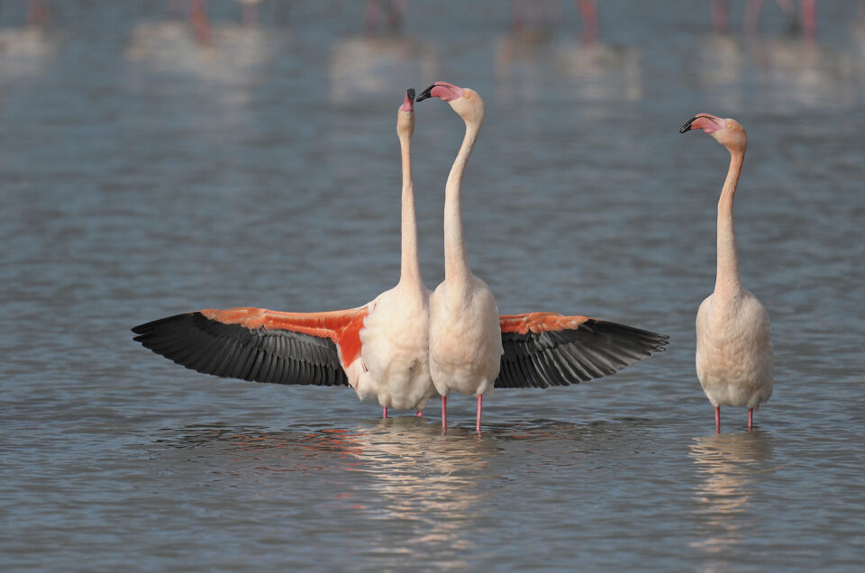 Parade des flamants en Camargue