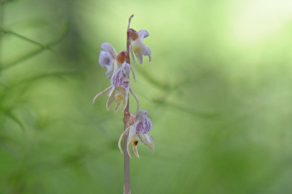 Elégantes orchidées sauvages