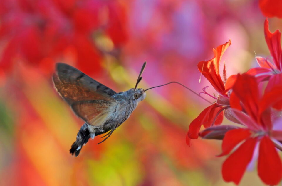 Le petit colibri suisse