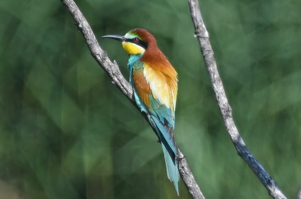 L’oiseau arc-en-ciel