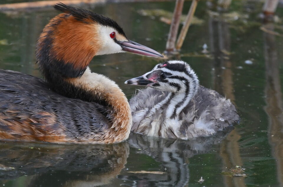 Mignons et craquants