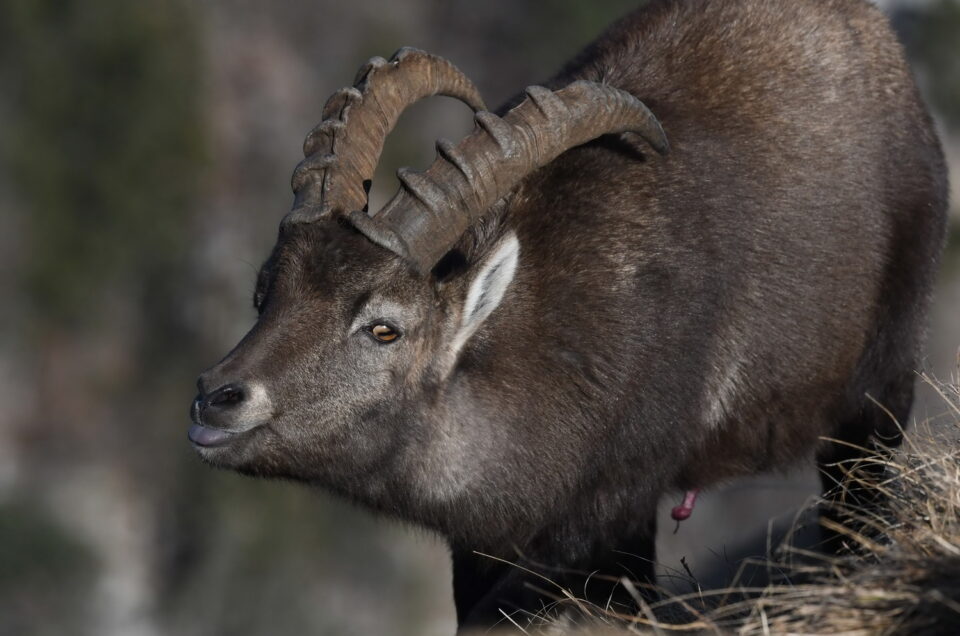 Le rut des bouquetins