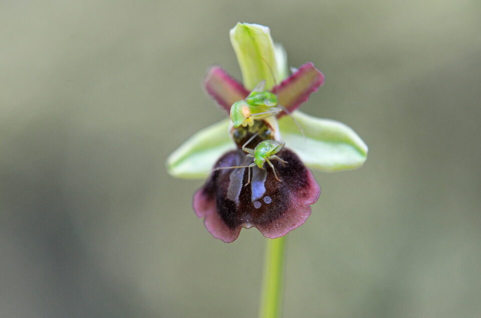 Gargano, la Mecque des orchidées